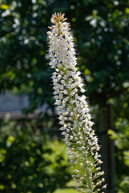 Jardin Botanique de la Bastide-056